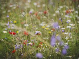 Natur-Blumenwiese Bislicher Inseln Xanten 0624